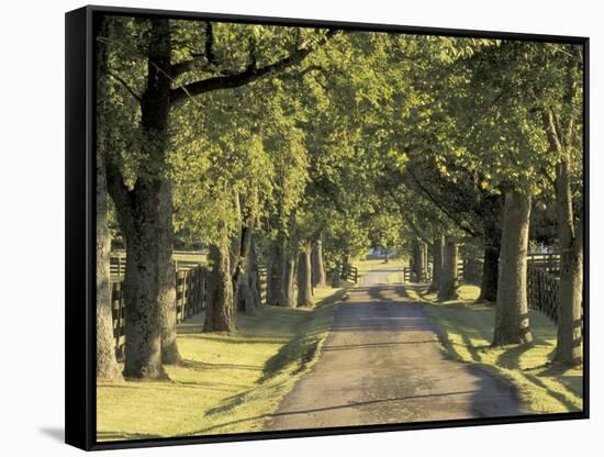 Tree-Lined Driveway, Bluegrass Region, Lexington, Kentucky, USA-Adam Jones-Framed Stretched Canvas