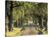 Tree-Lined Driveway, Bluegrass Region, Lexington, Kentucky, USA-Adam Jones-Stretched Canvas