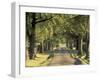 Tree-Lined Driveway, Bluegrass Region, Lexington, Kentucky, USA-Adam Jones-Framed Premium Photographic Print