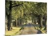 Tree-Lined Driveway, Bluegrass Region, Lexington, Kentucky, USA-Adam Jones-Mounted Photographic Print