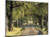 Tree-Lined Driveway, Bluegrass Region, Lexington, Kentucky, USA-Adam Jones-Mounted Photographic Print