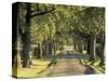 Tree-Lined Driveway, Bluegrass Region, Lexington, Kentucky, USA-Adam Jones-Stretched Canvas