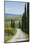 Tree Lined Driveway, Val D'Orcia, Tuscany, Italy, Europe-James Emmerson-Mounted Photographic Print