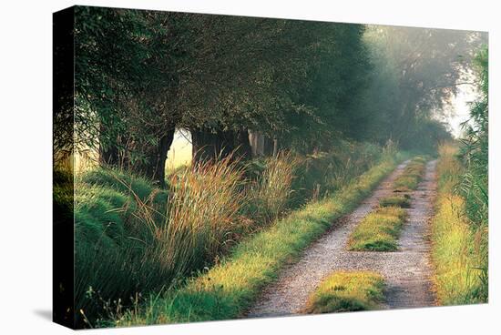 Tree-Lined Hollow Path-null-Stretched Canvas