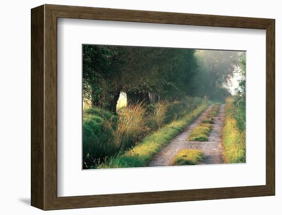 Tree-Lined Hollow Path-null-Framed Art Print