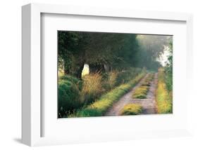 Tree-Lined Hollow Path-null-Framed Art Print