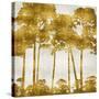 Tree Lined In Gold II-Kate Bennett-Stretched Canvas