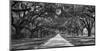 Tree lined plantation entrance, South Carolina-null-Mounted Giclee Print