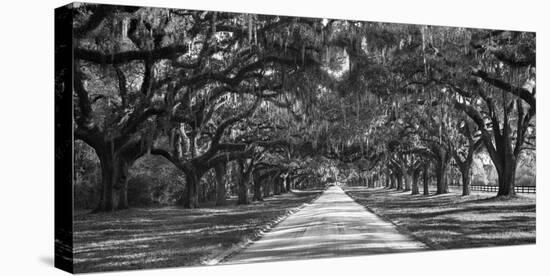Tree lined plantation entrance, South Carolina-null-Stretched Canvas