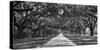 Tree lined plantation entrance, South Carolina-null-Stretched Canvas