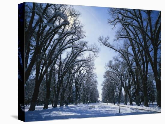 Tree Lined Promenade in Winter, Liberty Park, Salt Lake City, Utah, USA-Scott T. Smith-Stretched Canvas