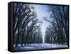 Tree Lined Promenade in Winter, Liberty Park, Salt Lake City, Utah, USA-Scott T. Smith-Framed Stretched Canvas