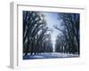 Tree Lined Promenade in Winter, Liberty Park, Salt Lake City, Utah, USA-Scott T. Smith-Framed Photographic Print