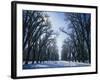 Tree Lined Promenade in Winter, Liberty Park, Salt Lake City, Utah, USA-Scott T. Smith-Framed Photographic Print