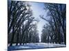 Tree Lined Promenade in Winter, Liberty Park, Salt Lake City, Utah, USA-Scott T. Smith-Mounted Photographic Print
