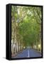 Tree Lined Road, Flacq, East Coast, Mauritius-Jon Arnold-Framed Stretched Canvas