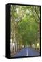 Tree Lined Road, Flacq, East Coast, Mauritius-Jon Arnold-Framed Stretched Canvas