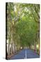 Tree Lined Road, Flacq, East Coast, Mauritius-Jon Arnold-Stretched Canvas