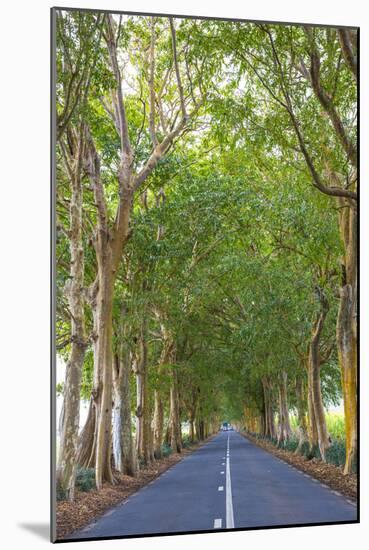 Tree Lined Road, Flacq, East Coast, Mauritius-Jon Arnold-Mounted Photographic Print