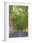 Tree Lined Road, Flacq, East Coast, Mauritius-Jon Arnold-Framed Photographic Print