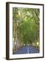 Tree Lined Road, Flacq, East Coast, Mauritius-Jon Arnold-Framed Photographic Print