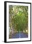 Tree Lined Road, Flacq, East Coast, Mauritius-Jon Arnold-Framed Photographic Print