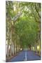 Tree Lined Road, Flacq, East Coast, Mauritius-Jon Arnold-Mounted Photographic Print