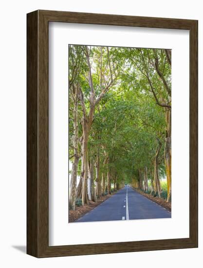 Tree Lined Road, Flacq, East Coast, Mauritius-Jon Arnold-Framed Photographic Print