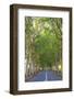 Tree Lined Road, Flacq, East Coast, Mauritius-Jon Arnold-Framed Photographic Print