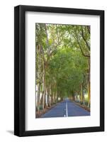Tree Lined Road, Flacq, East Coast, Mauritius-Jon Arnold-Framed Photographic Print