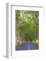 Tree Lined Road, Flacq, East Coast, Mauritius-Jon Arnold-Framed Photographic Print