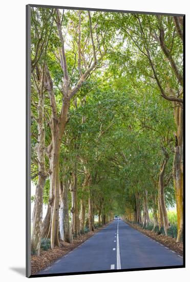 Tree Lined Road, Flacq, East Coast, Mauritius-Jon Arnold-Mounted Photographic Print