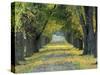 Tree-Lined Road in Autumn, Louisville, Kentucky, USA-Adam Jones-Stretched Canvas