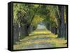 Tree-Lined Road in Autumn, Louisville, Kentucky, USA-Adam Jones-Framed Stretched Canvas