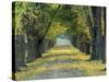 Tree-Lined Road in Autumn, Louisville, Kentucky, USA-Adam Jones-Stretched Canvas