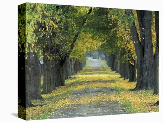 Tree-Lined Road in Autumn, Louisville, Kentucky, USA-Adam Jones-Stretched Canvas