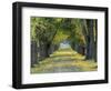 Tree-Lined Road in Autumn, Louisville, Kentucky, USA-Adam Jones-Framed Photographic Print