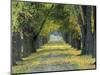 Tree-Lined Road in Autumn, Louisville, Kentucky, USA-Adam Jones-Mounted Photographic Print