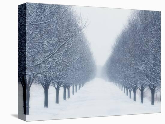 Tree-lined Road in Winter-Robert Llewellyn-Stretched Canvas