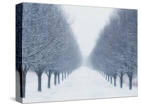 Tree-lined Road in Winter-Robert Llewellyn-Stretched Canvas