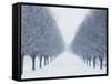 Tree-lined Road in Winter-Robert Llewellyn-Framed Stretched Canvas