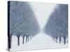 Tree-lined Road in Winter-Robert Llewellyn-Stretched Canvas