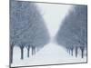 Tree-lined Road in Winter-Robert Llewellyn-Mounted Premium Photographic Print