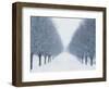 Tree-lined Road in Winter-Robert Llewellyn-Framed Photographic Print