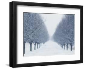 Tree-lined Road in Winter-Robert Llewellyn-Framed Photographic Print