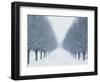 Tree-lined Road in Winter-Robert Llewellyn-Framed Photographic Print