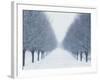 Tree-lined Road in Winter-Robert Llewellyn-Framed Photographic Print