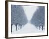 Tree-lined Road in Winter-Robert Llewellyn-Framed Photographic Print