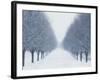 Tree-lined Road in Winter-Robert Llewellyn-Framed Photographic Print