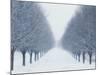 Tree-lined Road in Winter-Robert Llewellyn-Mounted Photographic Print